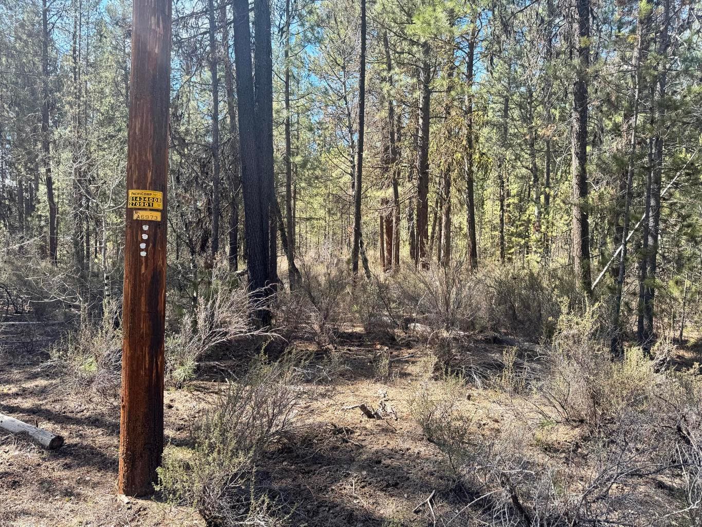 Photo of 0 Green Forest 5 of 13