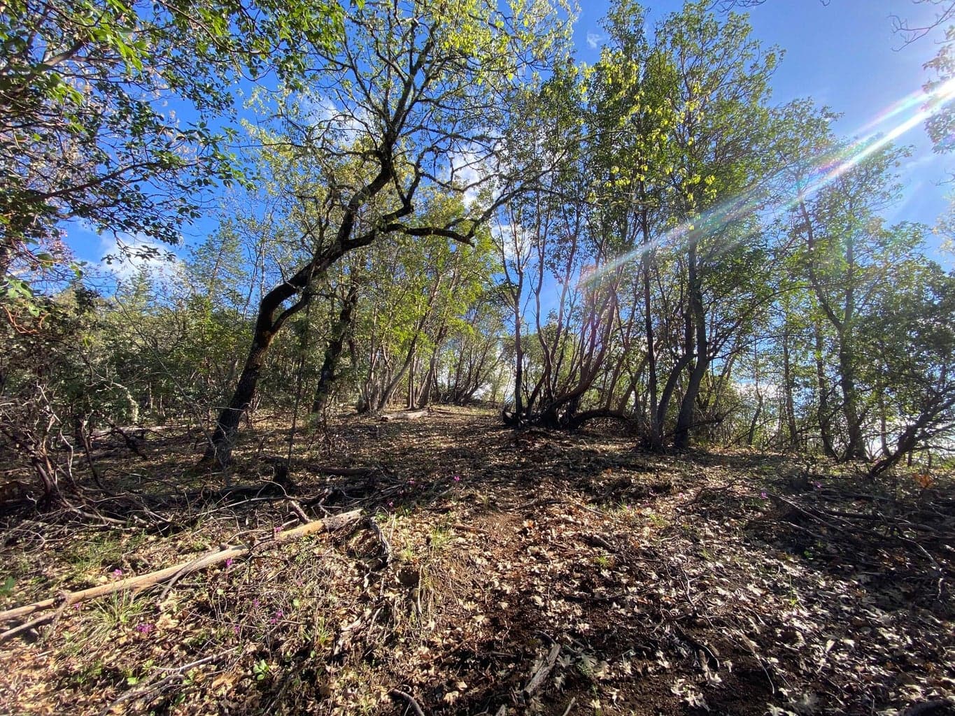 Photo of 928 Schoolhouse Creek 4 of 15