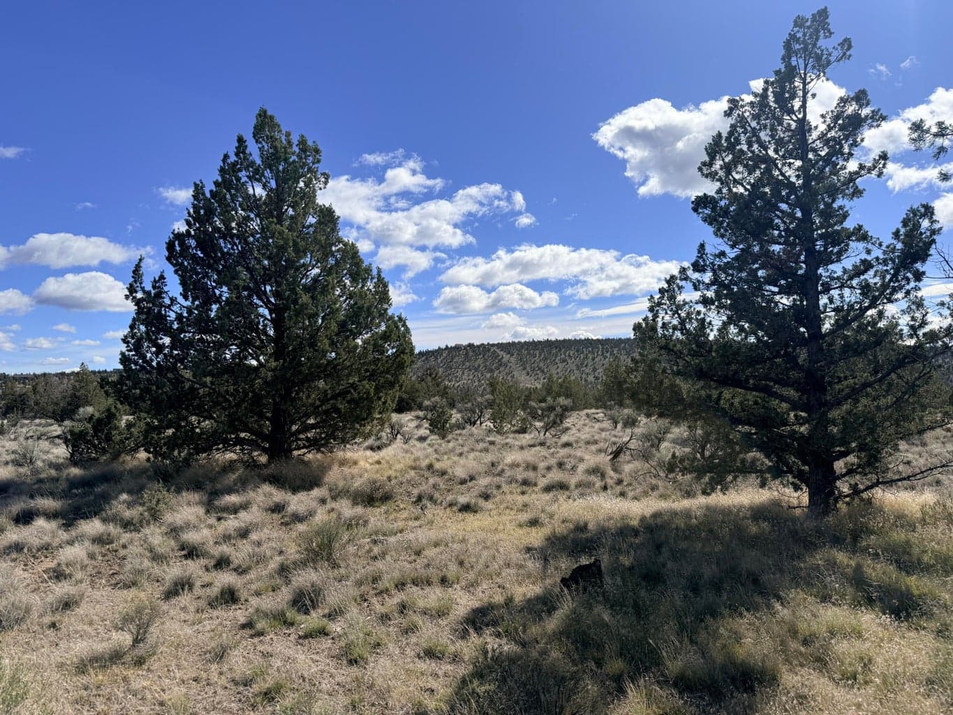 Photo of 700 Pinecrest 2 of 12