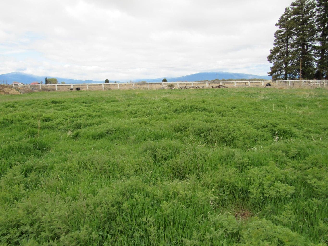 pasture