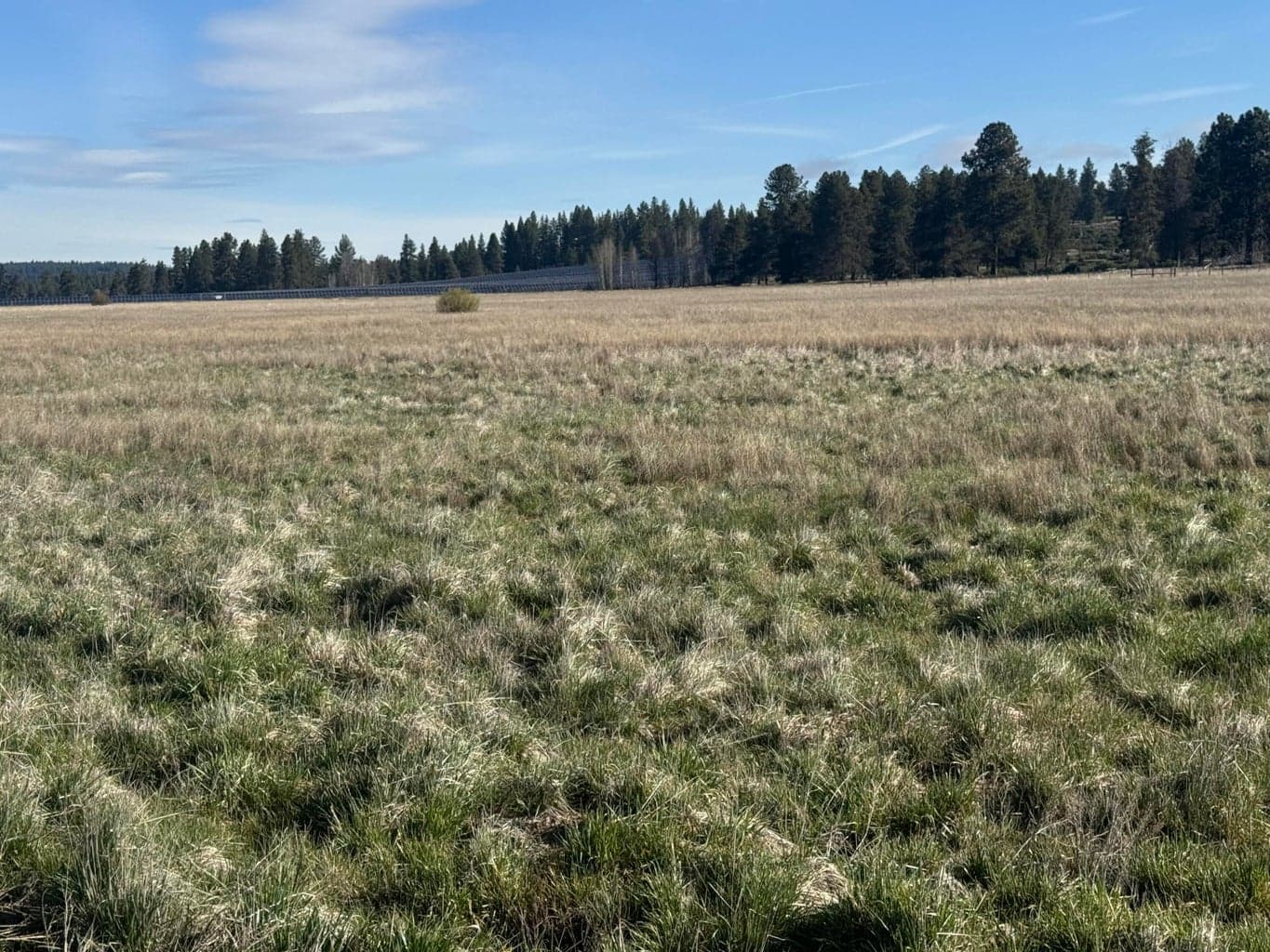 Photo of Cattle dr 3 of 4