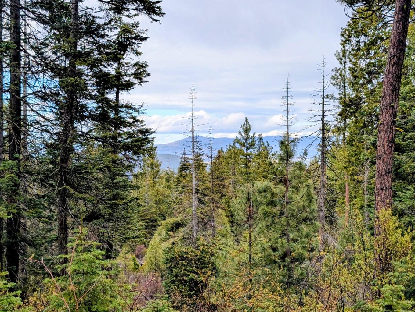 Beaver, Bonanza, 97623