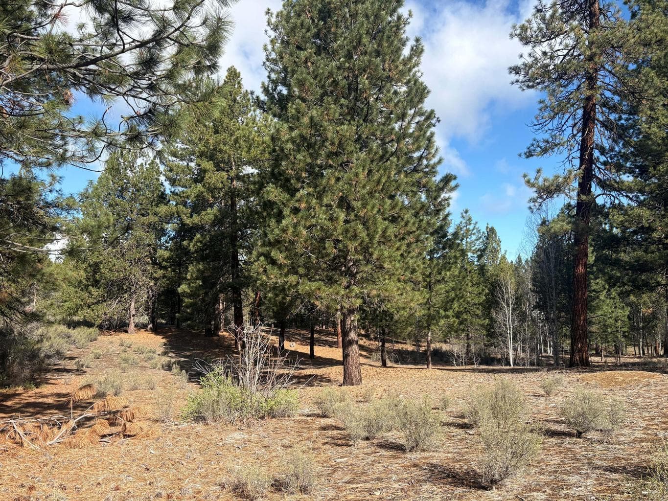 0 Pine Ridge