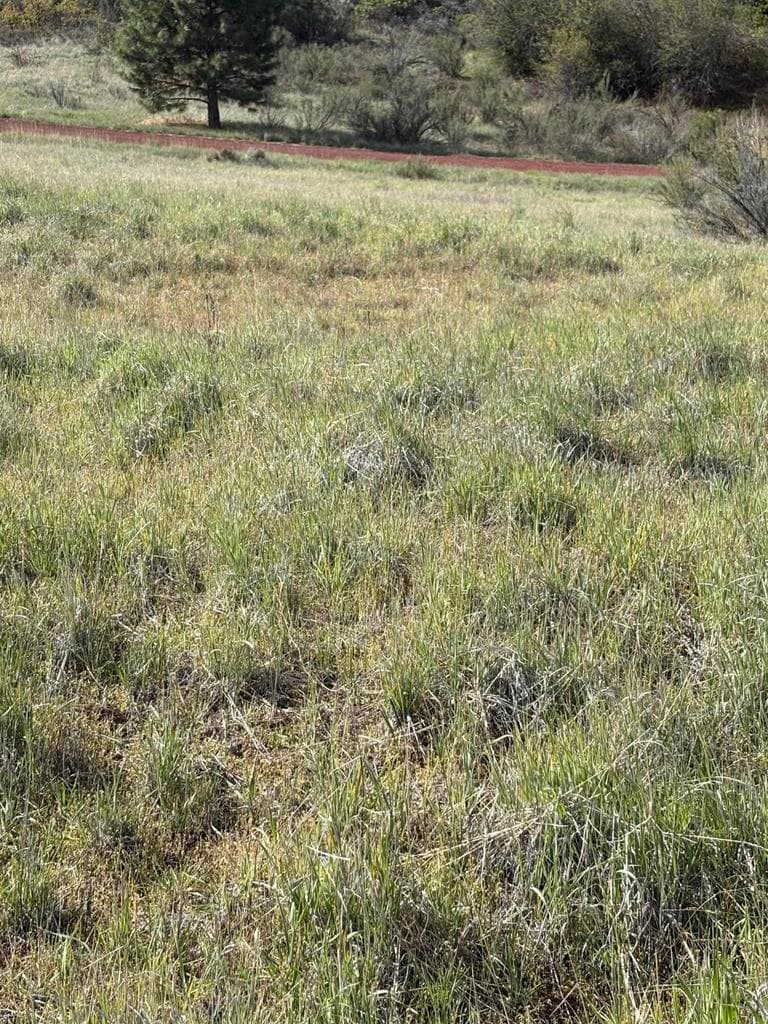 Photo of 0 Maidu 4 of 7