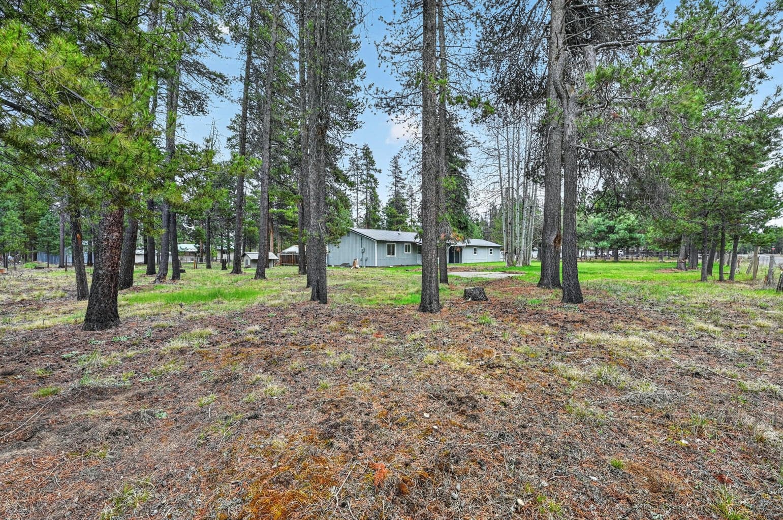 Forested backyard
