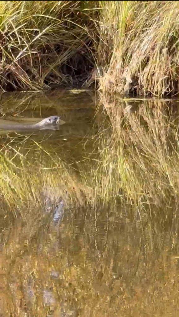 Otter swimming by. Photo taken from private dock.