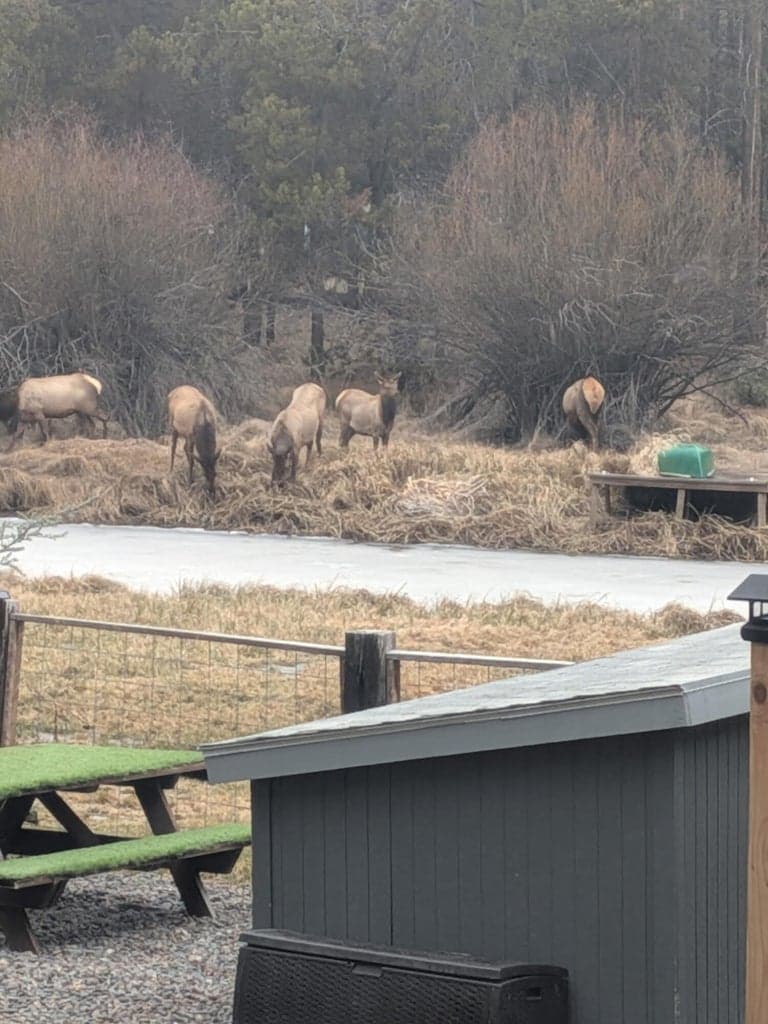 Elk meandering through neighboring properties.