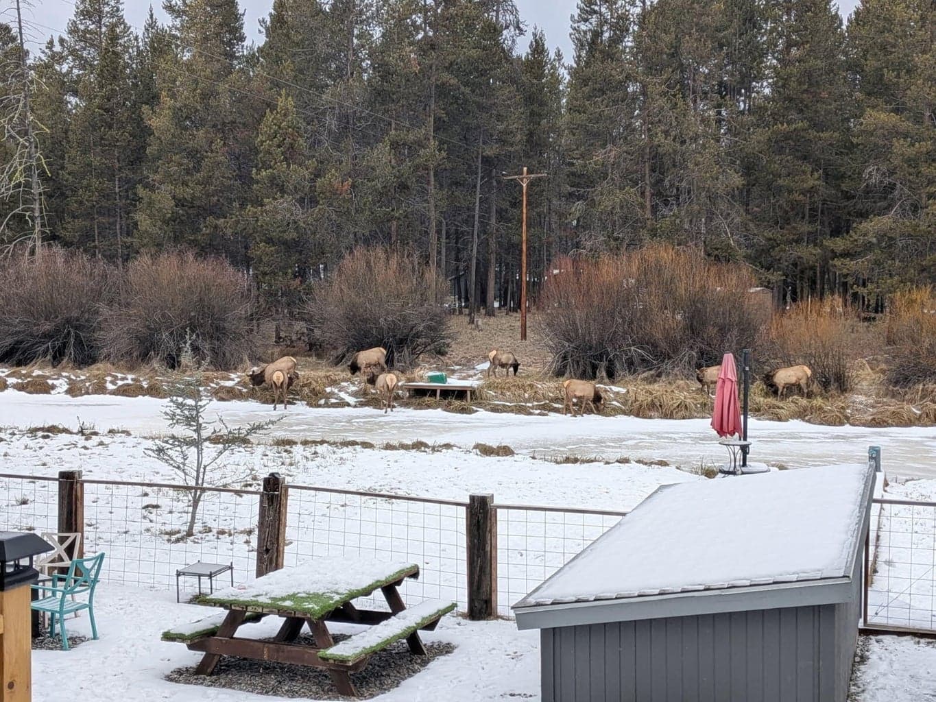 Elk meandering through neighboring properties in winter.