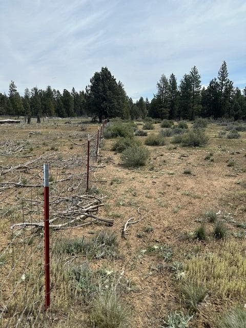 Photo of 0 Mountain Mahogany 4 of 16