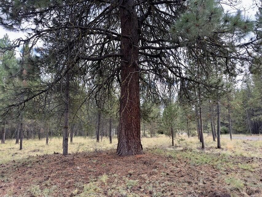 Photo of 0 Caribou 4 of 13
