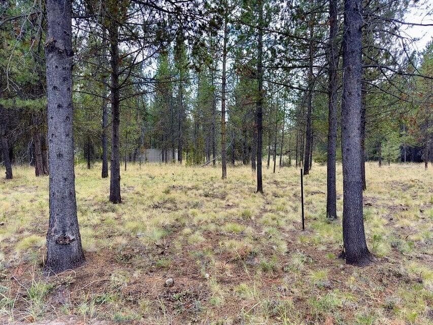 Photo of 0 Caribou 5 of 13
