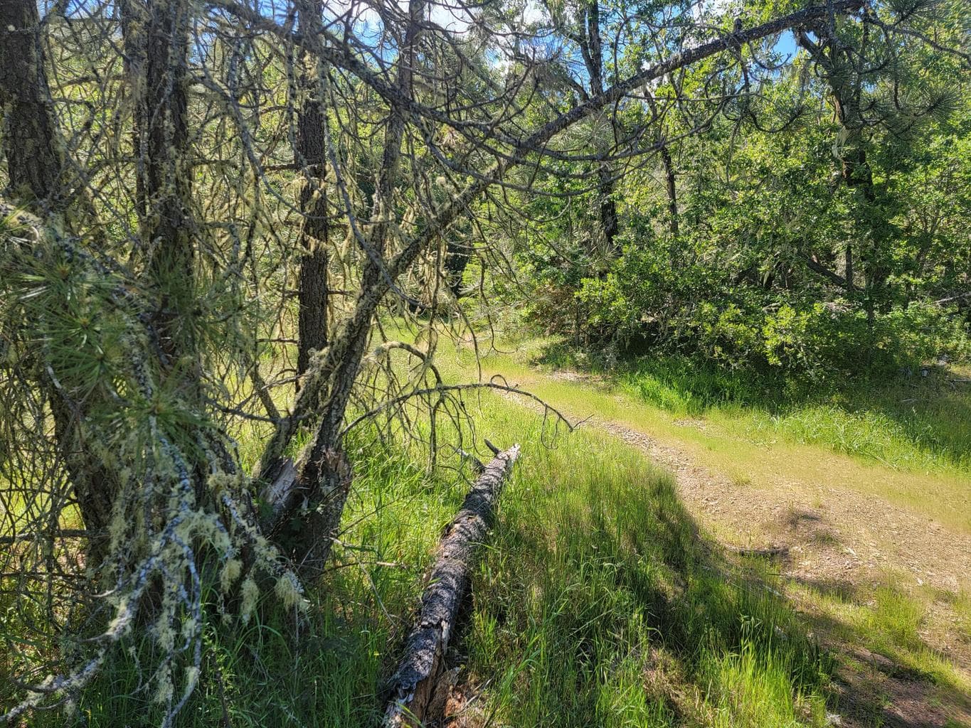 Photo of Redwood 5 of 5
