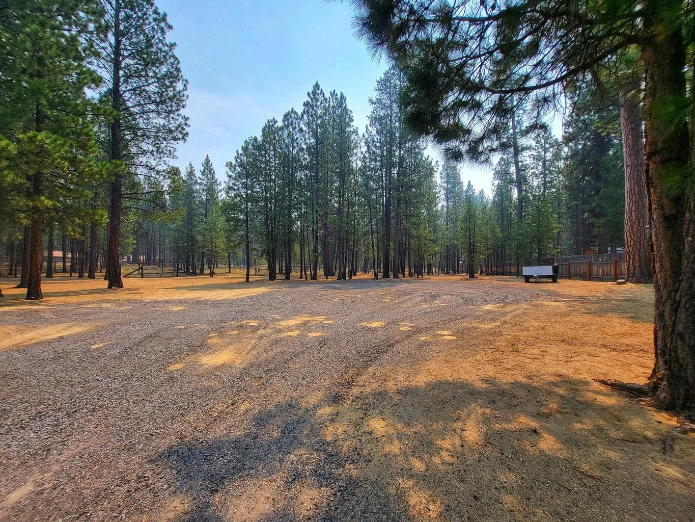 Photo of 51998 Noble Fir 29 of 41