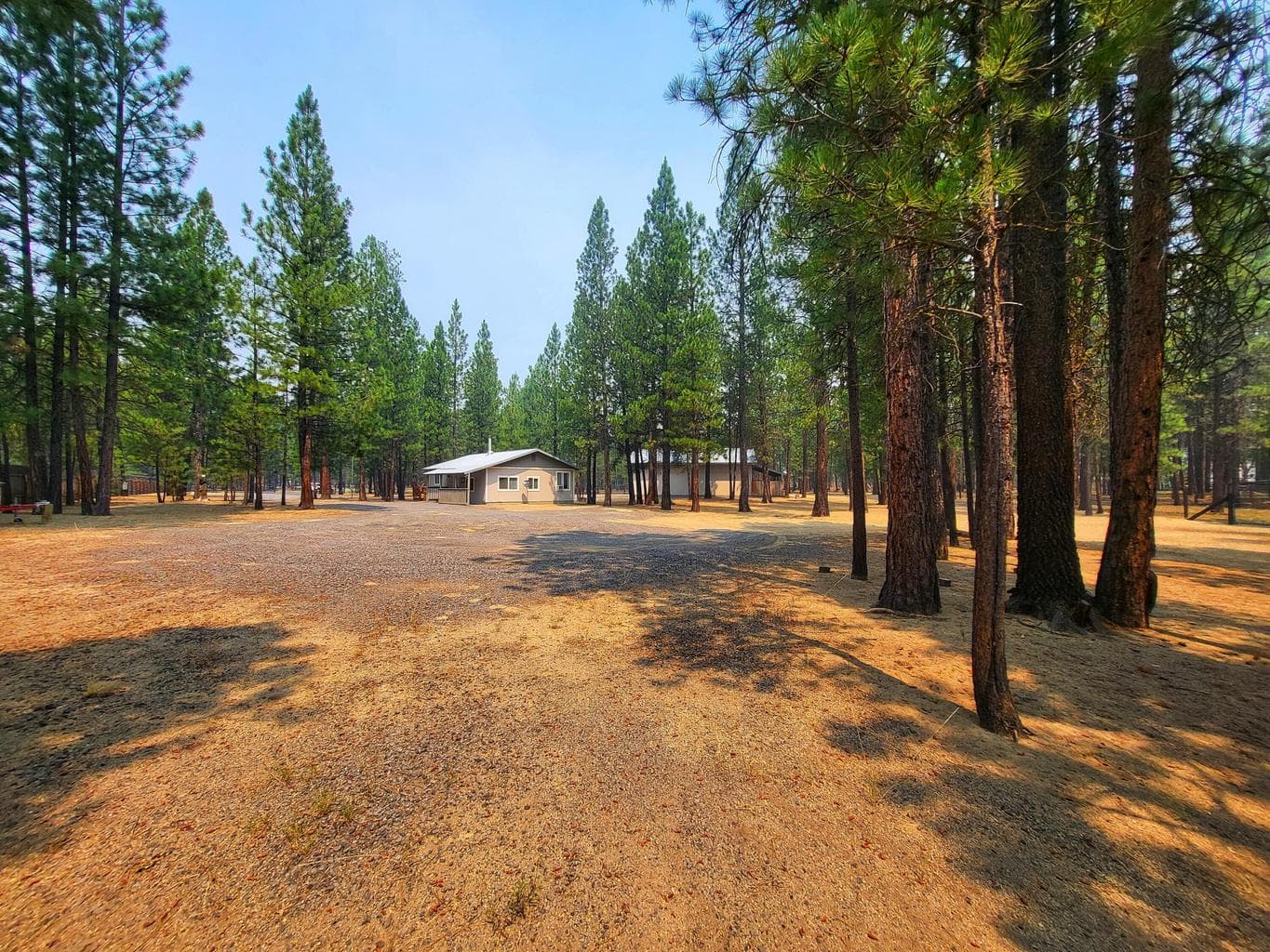 Photo of 51998 Noble Fir 30 of 41