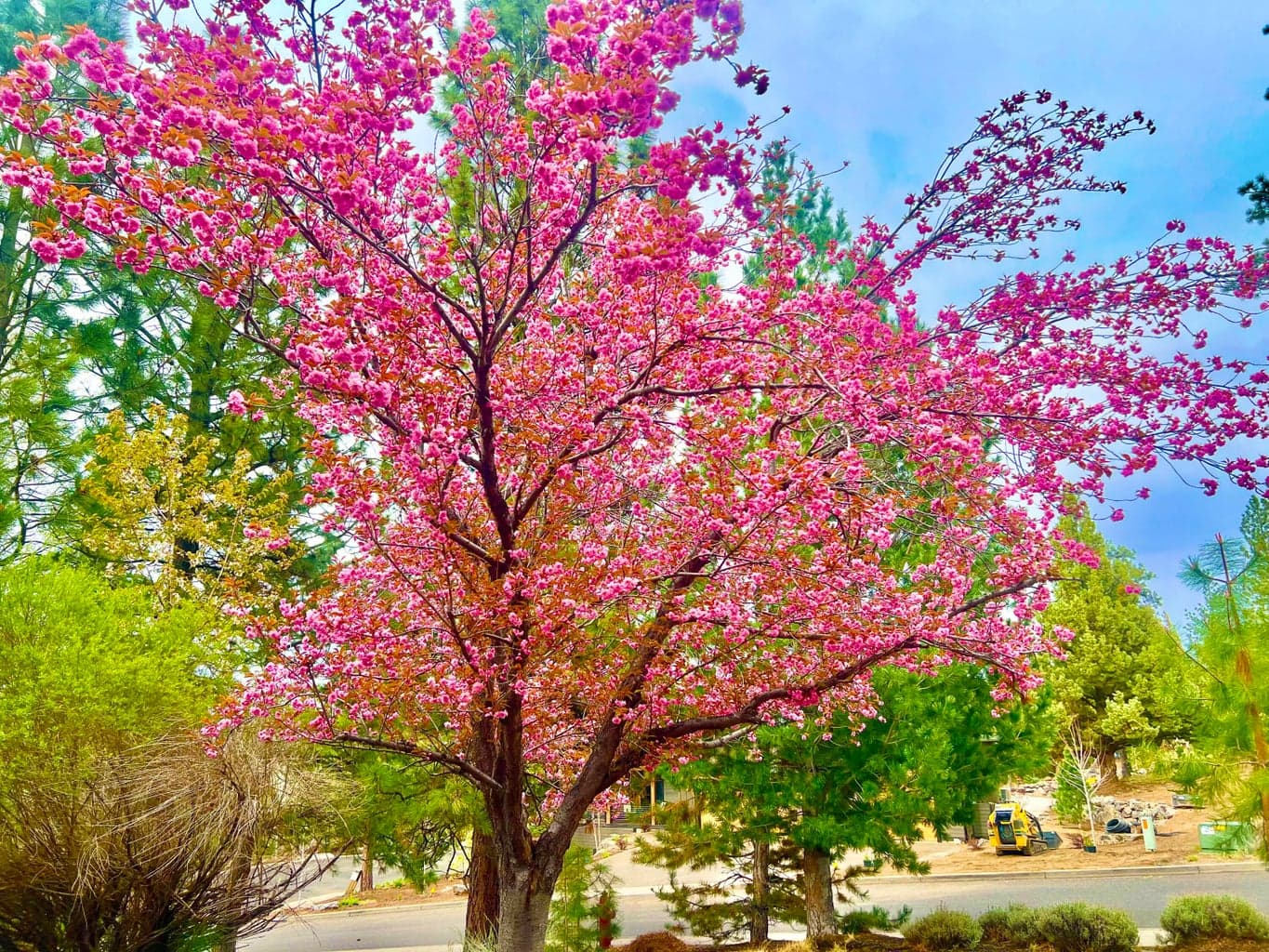 Front yard cherry blossom
