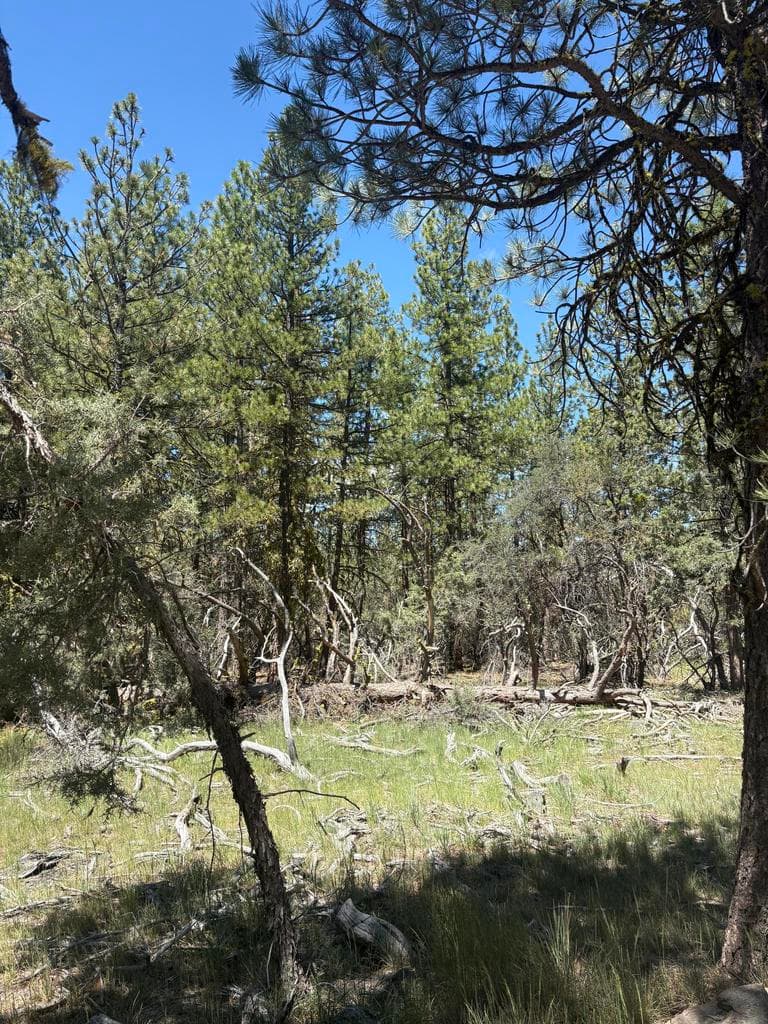 0 Chickadee, Bonanza, 97623
