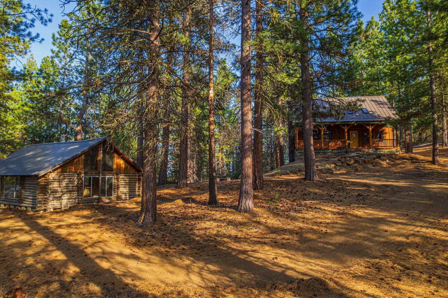 Photo of 54655 Jack Pine 6 of 76