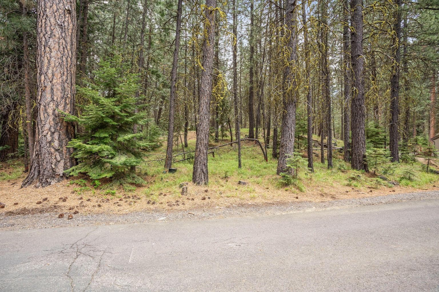 Photo of 70785 Goldenrod 4 of 24