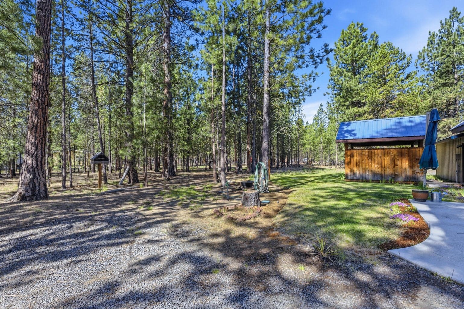 Photo of 52035 Noble Fir 5 of 19