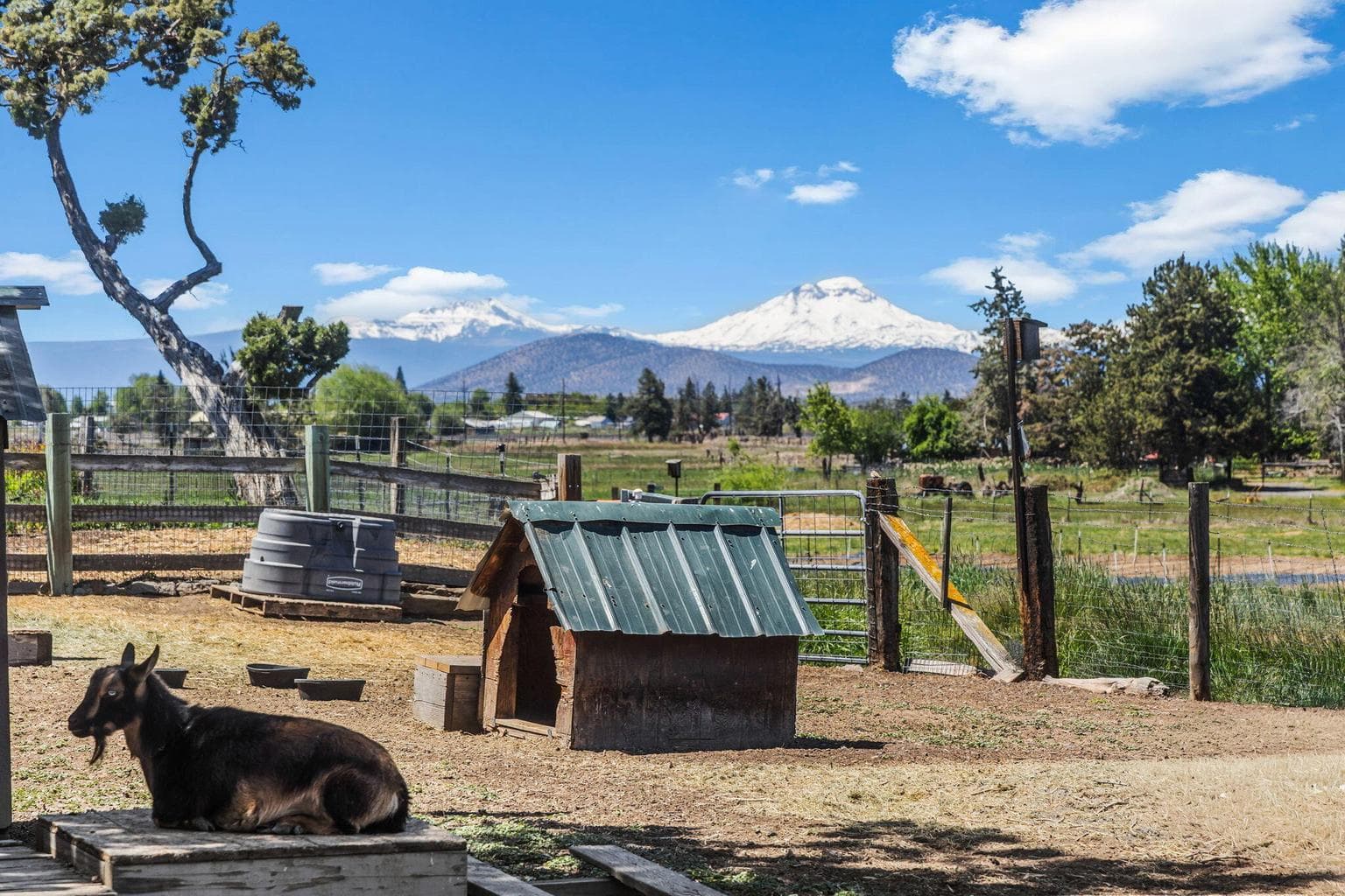 Livestock-ready pasture brings hobby farm dreams to life.