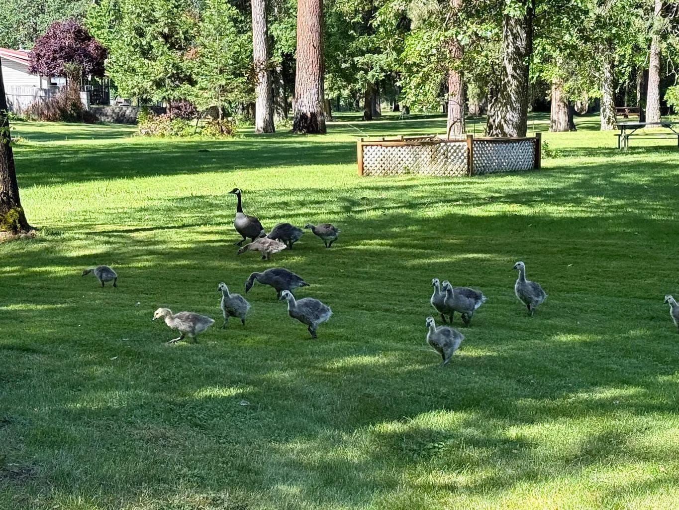 Mom and Dad showing off their babies.