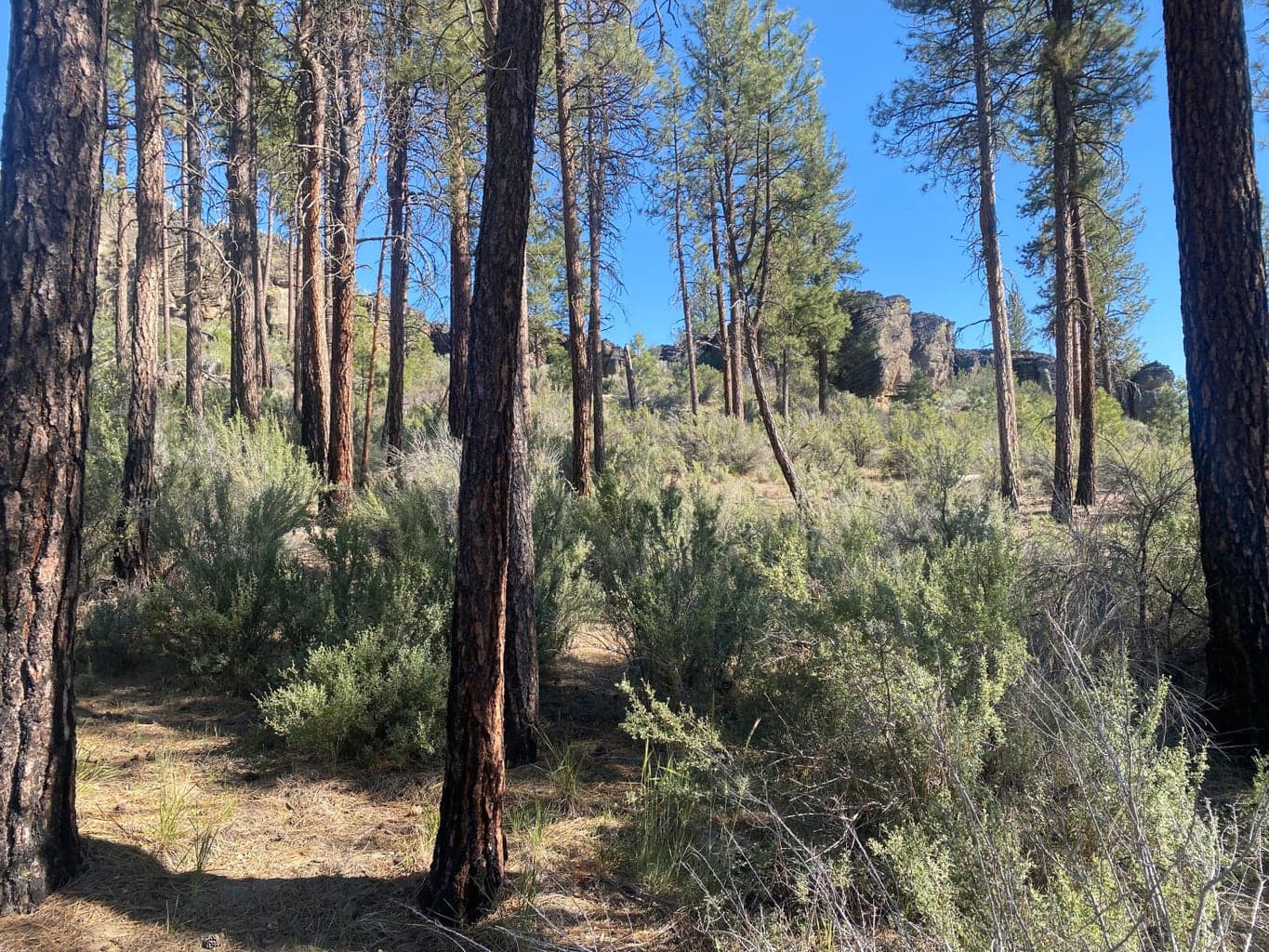 Photo of 0 Klamath Forest Estates 3 of 18