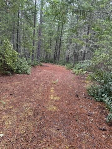Many wide trails like this thru out the property.