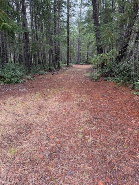 Conifers, madrone, deciduous trees galore.