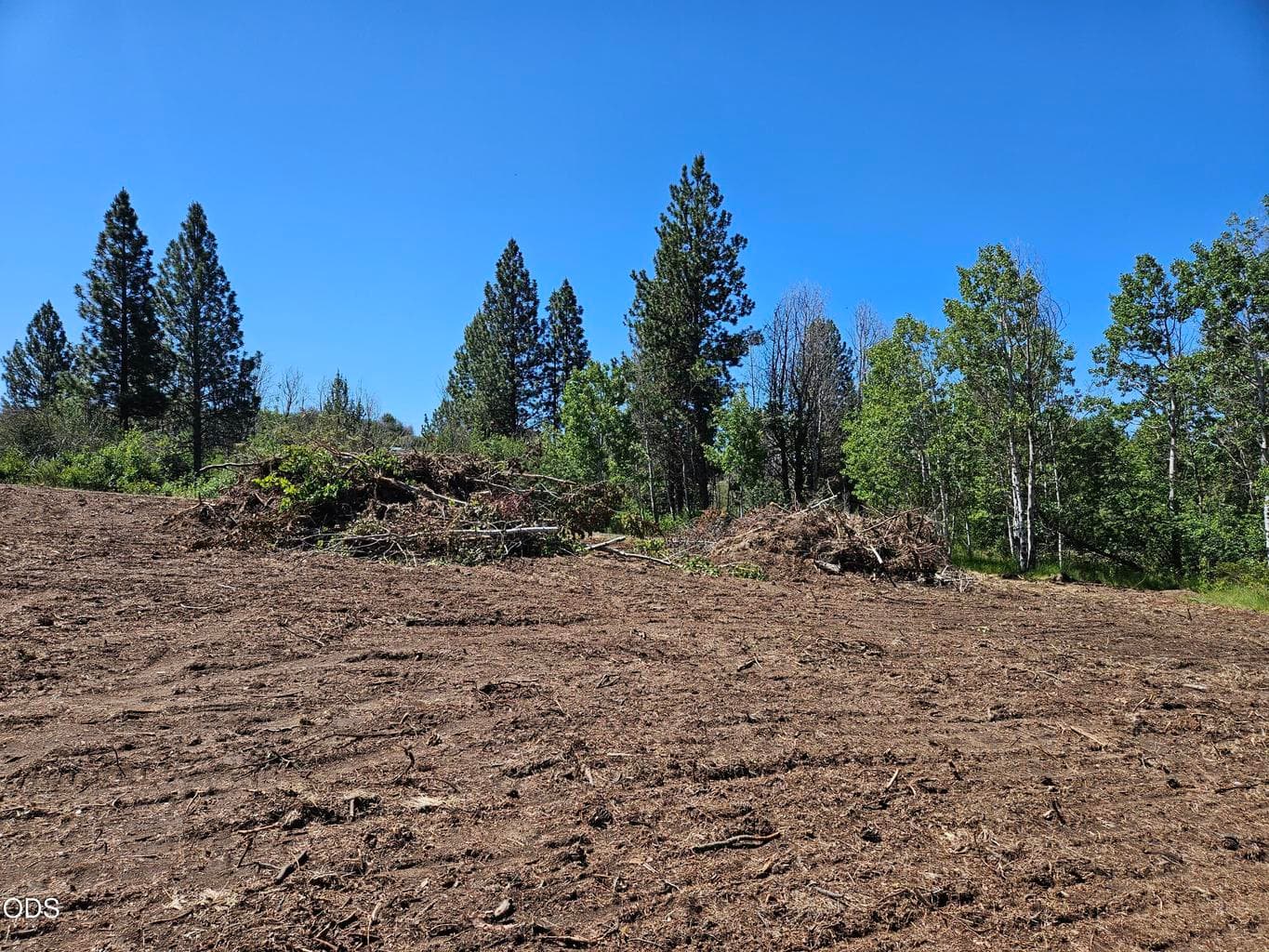 0 Forest View