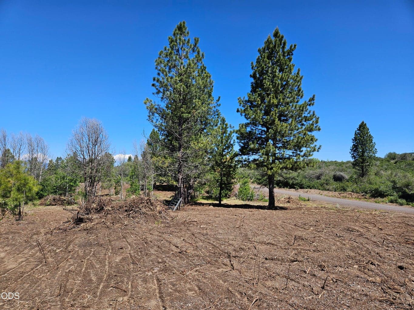 Photo of 0 Forest View 3 of 21