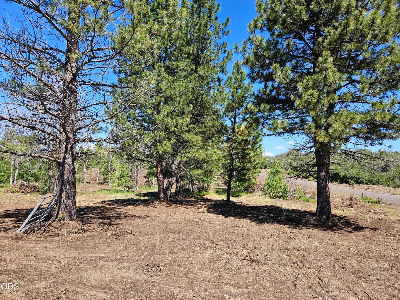 Photo of 0 Forest View 5 of 21