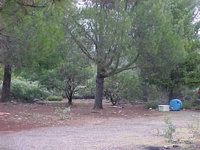 Trees along the North boundry of propert