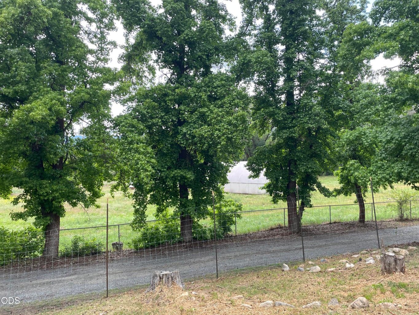 tree-lined driveway