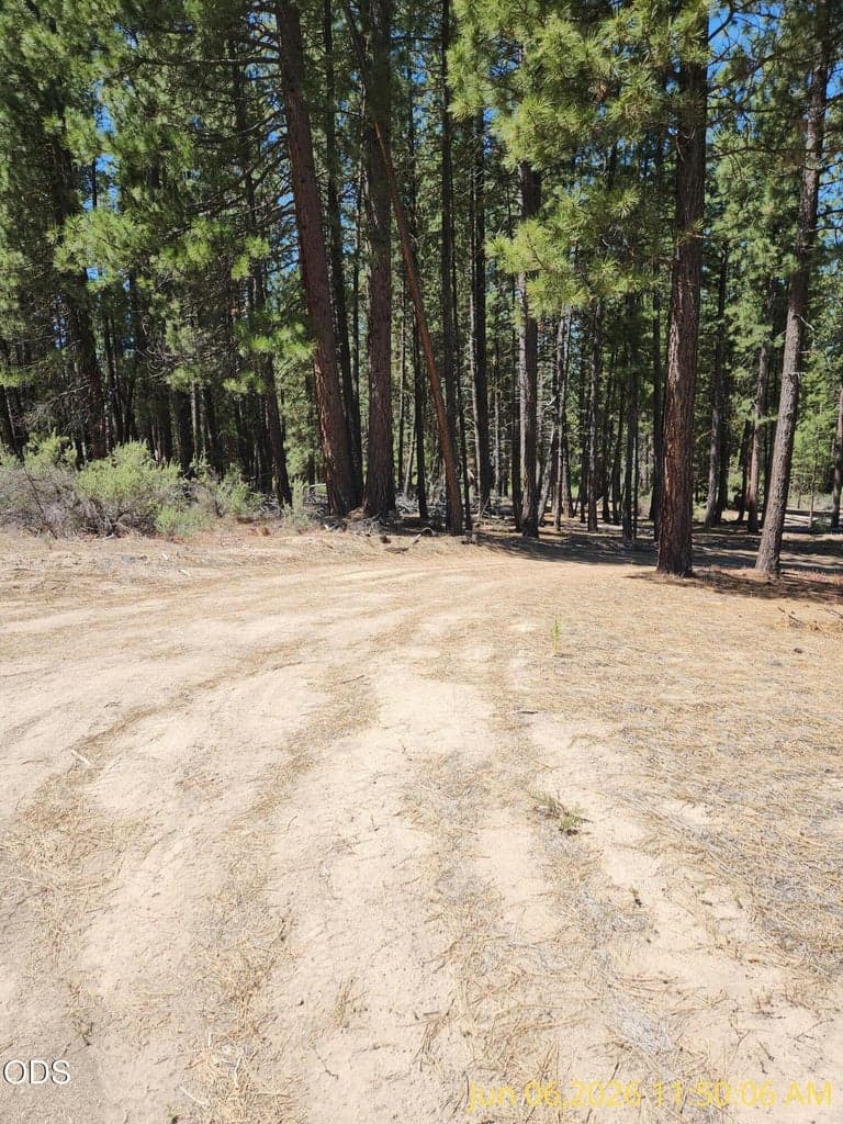 Photo of 0 Green Forest 5 of 15