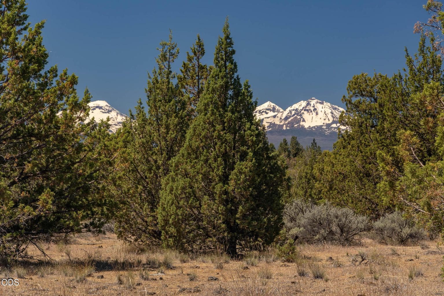 Cascade Mts, as seen through the trees