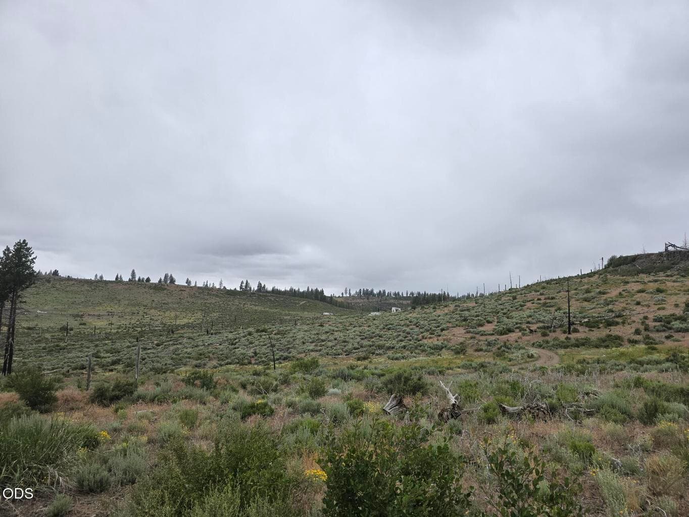 Photo of Ram 5 of 7