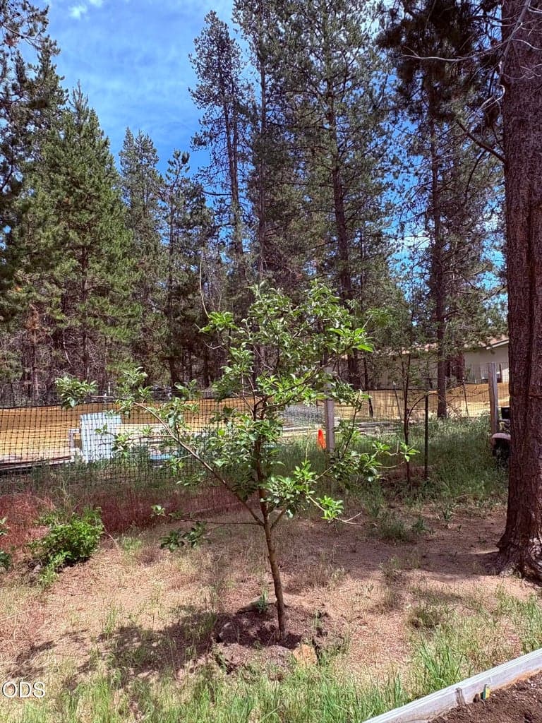 Fruit tree in garden