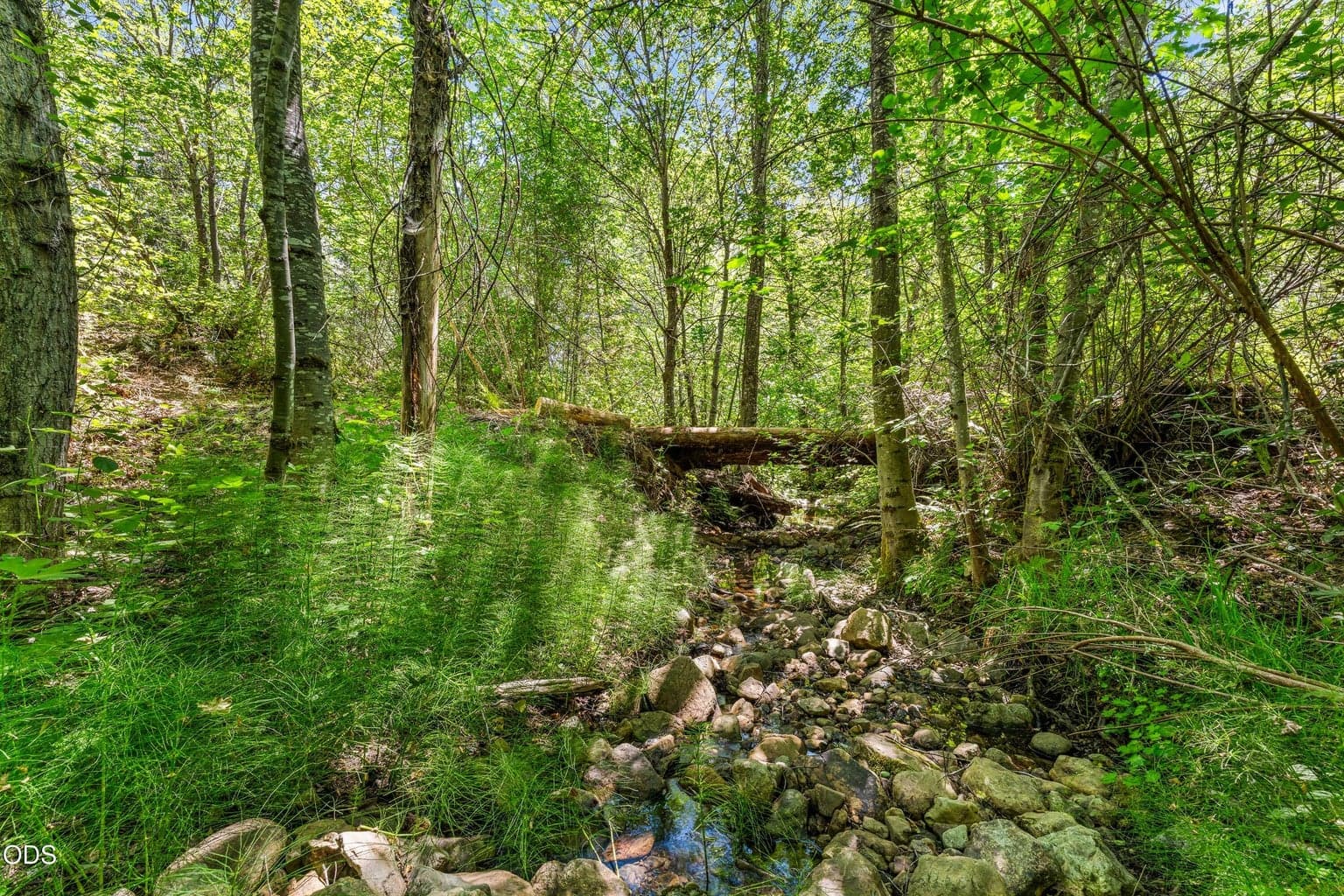 Photo of 6907 Bear Branch Road 4 of 38
