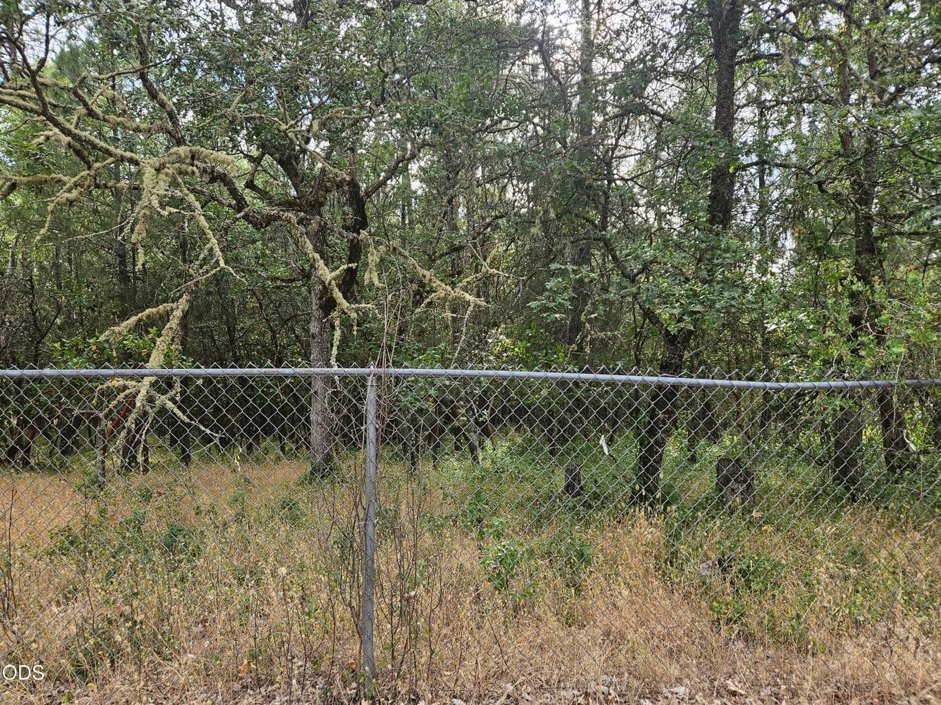 Photo of Galls Cr 2 of 4