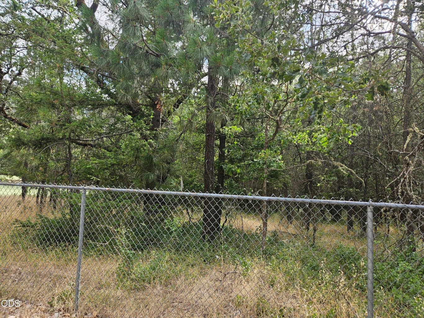 Photo of Galls Cr 3 of 4