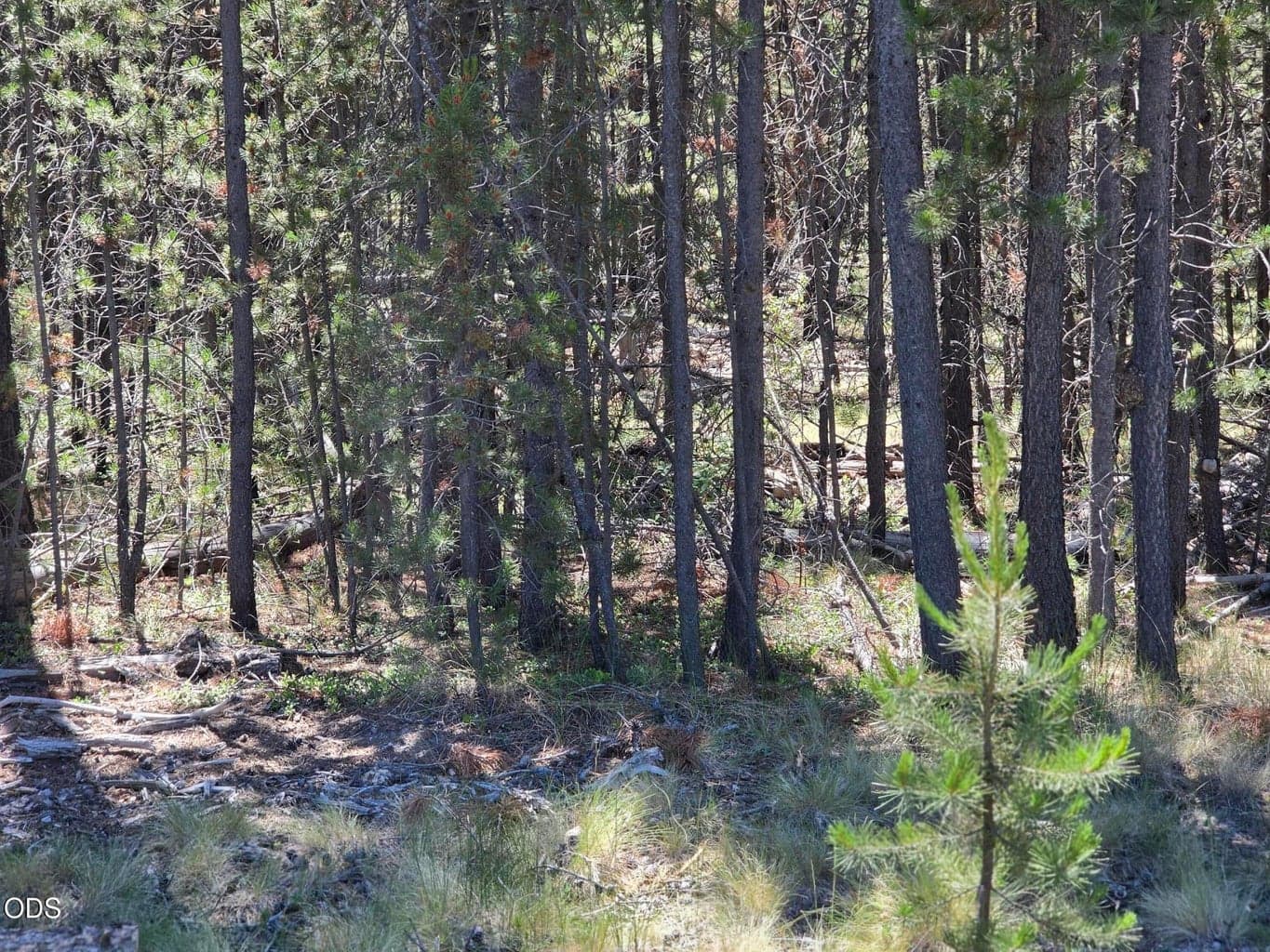Photo of 17103 Laguna Road 6 of 8