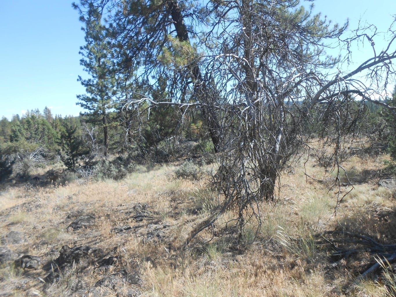 Photo of 0 Ground Squirrel 1 of 10