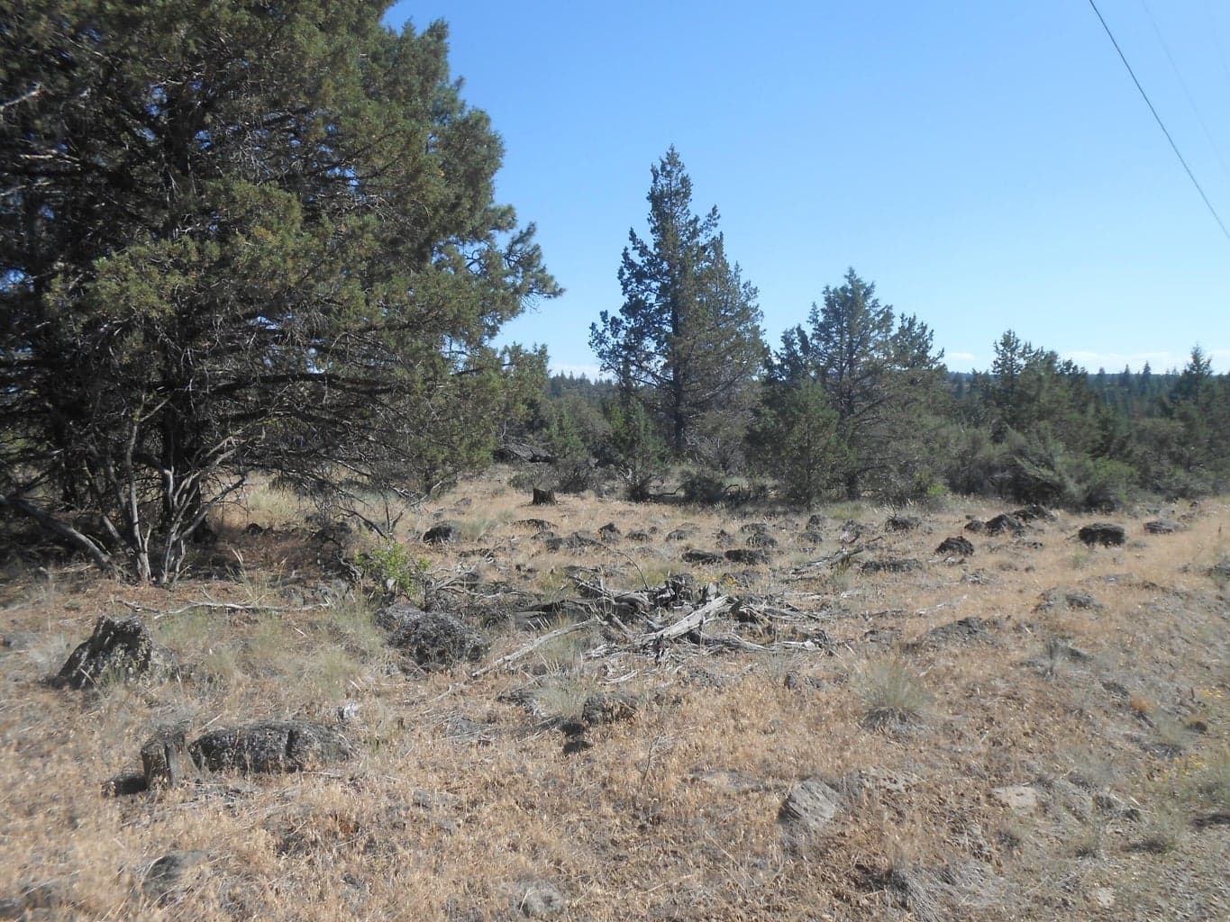 Photo of 0 Ground Squirrel 2 of 10