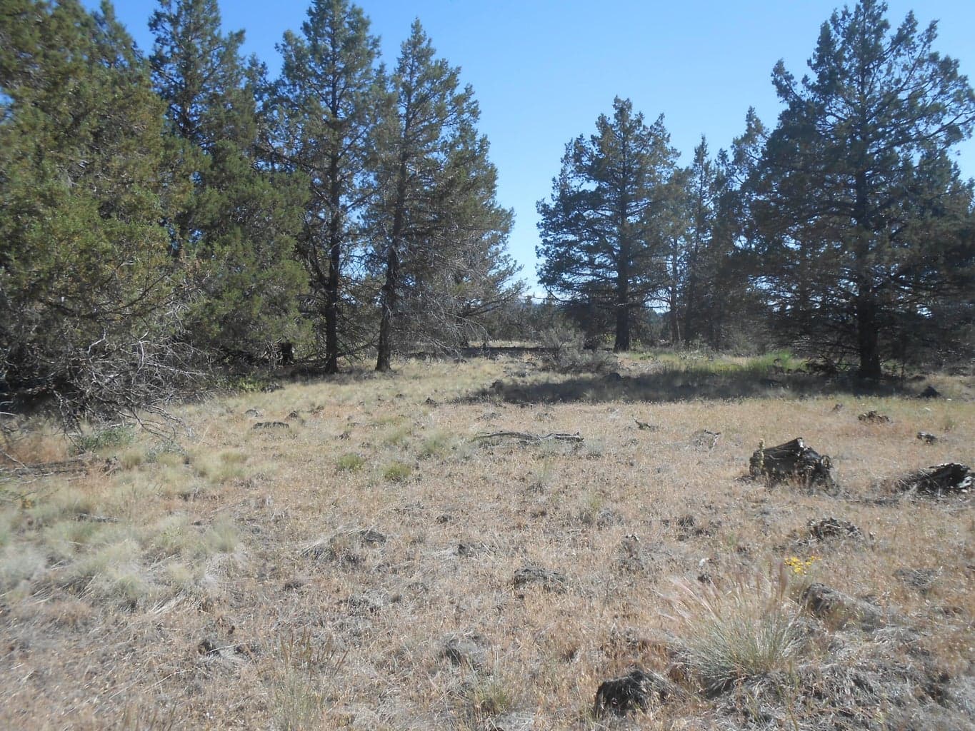 Photo of 0 Ground Squirrel 3 of 10