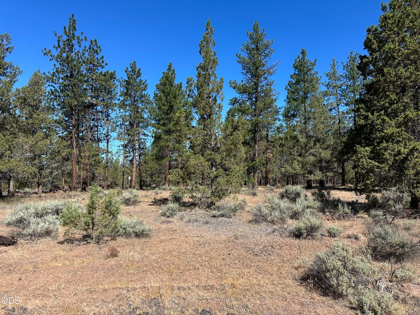 Mature trees