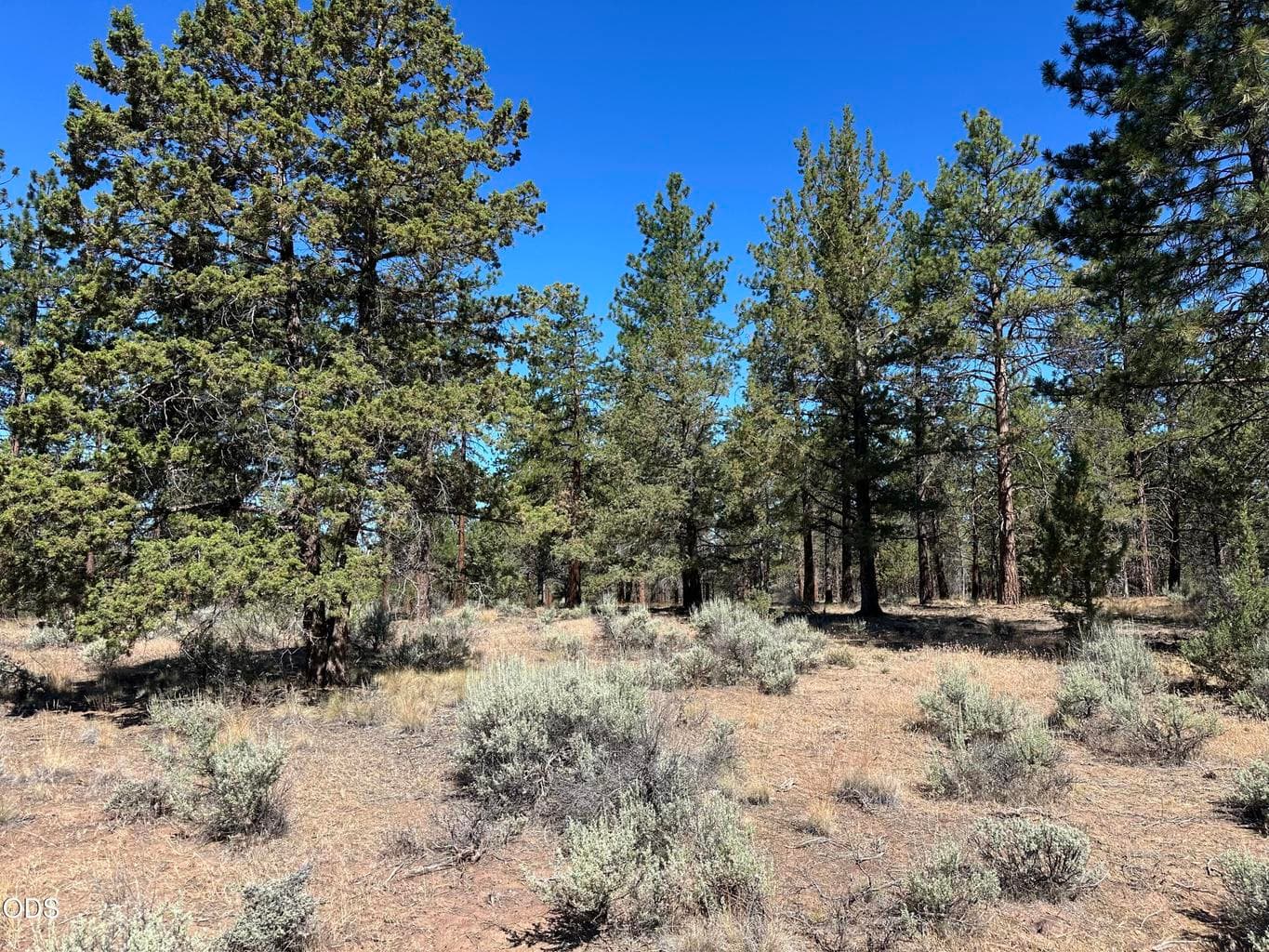 Ponderosa Pine Tree's & Junipers