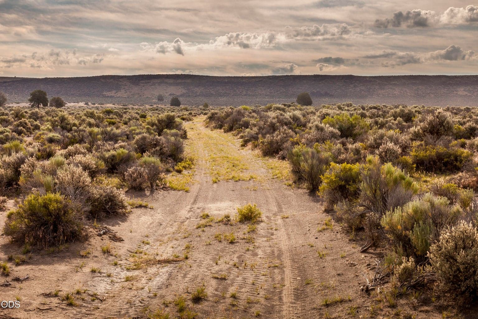 Midway down the shared access road (looking east).
