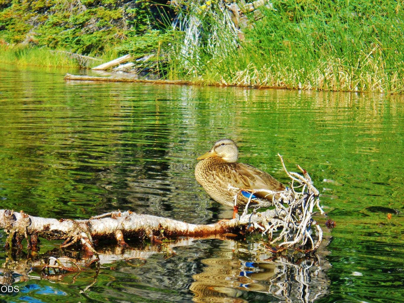 Photo of 55618 Snow Goose Road 20 of 22