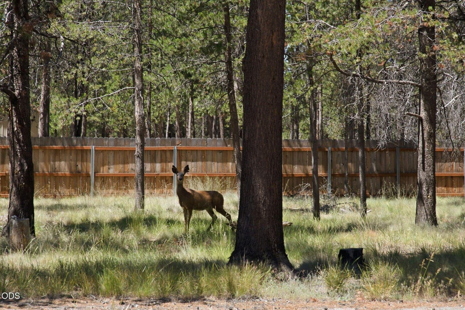 Photo of 52525 River Pine 4 of 13
