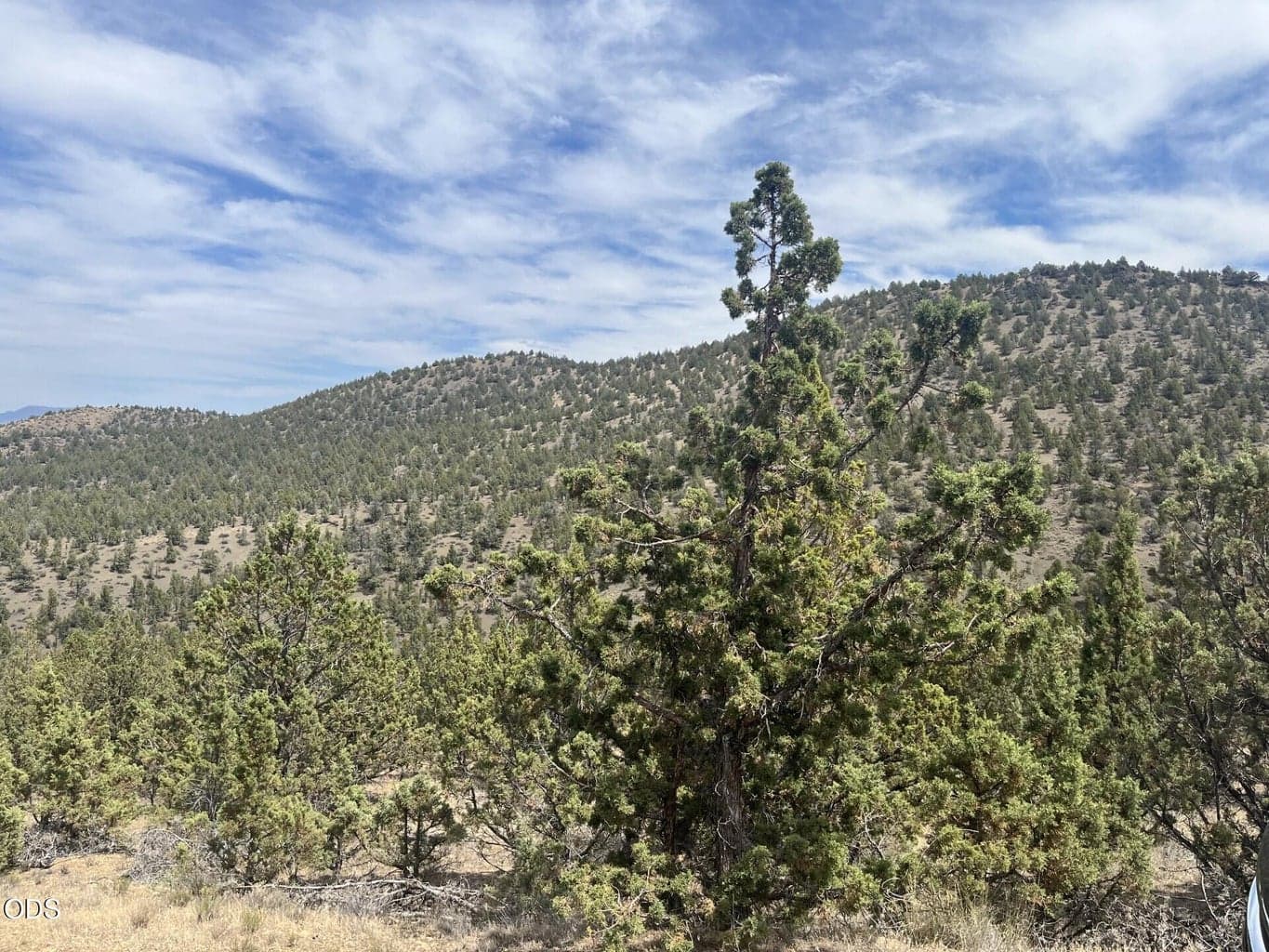 Photo of TL 1314 Blackbutte Road 8 of 9